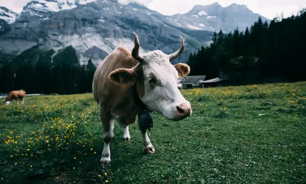 Inizio dei tour in Svizzera: shopping in Vignetta.